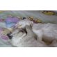 Süße Kuschelbärchen, Ragdoll - Kater