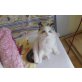 Süße Kuschelbärchen, Ragdoll - Kater