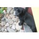 Süße Labradormixwelpen Welpen - Rüde