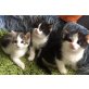 Süße Mischlingskatzen - Kater