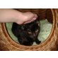 Süsse Moony, Europäische Kurzhaarkatze - Kater