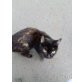 Süsse Nelly, Europäische Kurzhaarkatze - Katze