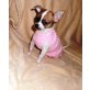 Süße Nona Chihuahua Mädchen, Chihuahua kurzhaariger Schlag Welpen - Hündin