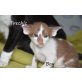 Süsse Orientalische Babys, Orientalische Kurzhaar - Kater