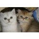 Süße Perser und Exotic Kitten, Perser - Kater