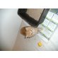Süße Perserbaby, Perser - Katze