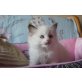 Süße Ragdoll Kitten, Ragdoll - Kater