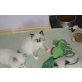 Süße Ragdoll Kitten, Ragdoll - Katze