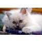 Süße Ragdoll Maus, Ragdoll - Katze