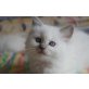 Süße Ragdollkitten, Ragdoll - Kater