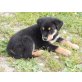 Süsse Rottweiler Husky Mischlinge Welpen - Rüde