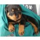 Süße Rottweiler Welpen erhältlich, Rottweiler - Rüde