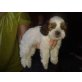 Süße Shih-Tzu - Pudel - Havaneser - Mix Welpe Welpen - Hündin