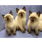Süße Siam Colourpoint Sealpoint Kätzchen - Katze