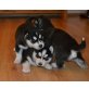 Süße Siberian Husky Welpen, Shorty Bull - Hündin