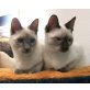 Süße Thaikätzchen, Thai - Katze