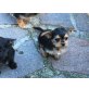 Süße Yorki -Chihuahua Welpen Welpen - Rüde