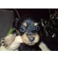 Süße Zwergpinscher-Yorkymischlinge Welpen - Hündin