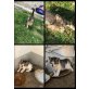 Süsse babykatzen  kater - Katze