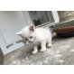 Süsse kleine babykatze  - Katze