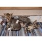 Süße liebe Katzenkinder Maya und Kali - Kater