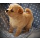 Süße männliche und weibliche Chihuahua Welpen, Chihuahua kurzhaariger Schlag - Rüde