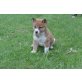Süße reinrassige Shiba Inu Welpen, Shiba Inu - Rüde