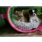 Süße wunderschöne Chihuahua Welpen, Chihuahua langhaariger Schlag - Hündin