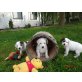 Süßer Beagle X Jack Russel Mix Welpen - Hündin