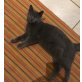 Süßer Bkh-Kater!, Britisch Kurzhaarkatze - Kater