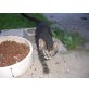 Süßer Kater - Kater
