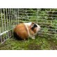 Süsser Meerschweinchen Kastrat aus Ausenhaltu - männlich
