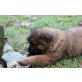 Süsser Tibet Terrier - Chow Chow Mischlings-W Welpen - Hündin