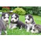 Süßer pomsky Welpen zu verkaufen.., Siberian Husky - Rüde