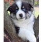 Süßer pomsky Welpen zu verkaufen, Siberian Husky Welpen - Rüde