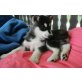 Süßer pomsky Welpen zu verkaufen, Zwergspitz - Hündin