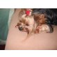 Süßes 5 jähriges Yorkshire Terrier Hündin, Yorkshire Terrier - Hündin