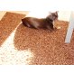 Süßes Chihuahua Schoko Mädchen, Chihuahua kurzhaariger Schlag - Hündin