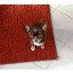 Süßes Chihuahuamädchen Schoko-Weiss, Chihuahua kurzhaariger Schlag - Hündin