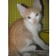 Süßes Katzenkind, Europäische Kurzhaarkatze - Kater
