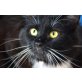 Süßes Katzenpärchen sucht dich! - Katze