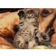 Süßes Katzerl - Katze