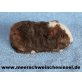 Süßes Meerschweinchen Mädchen abzugeben, US-Teddy - weiblich