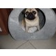 Süßes Mopsmädchen, Mops - Hündin
