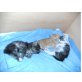  Süßes Perserbabys mit nase , Perser - Kater