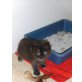 Süßes Perserbabys mit nase, Perser - Katze