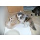  Süßes Perserbabys mit nase , Perser - Katze