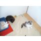  Süßes Perserbabys mit nase , Perser - Katze
