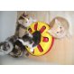 Süßes Perserbabys mit nase, Perser - Katze