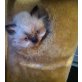 Süßlinge - Perser / Scotish Fold Mix Kitten - Kater
